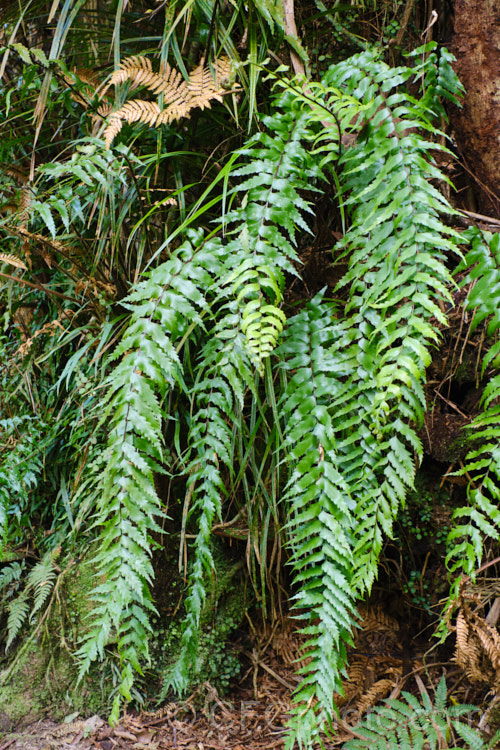 Sickle. Spleenwort or Mare's Tail. Fern (<i>Asplenium polyodon</i>), a mainly epiphytic fern that occurs naturally in New Zealand,Australia, the PacificIsland, Malaysia and Madagascar. The drooping, toothed edged, somewhat lustrous fronds are distinctive. asplenium-2279htm'>Asplenium. <a href='aspleniaceae-plant-family-photoshtml'>Aspleniaceae</a>.