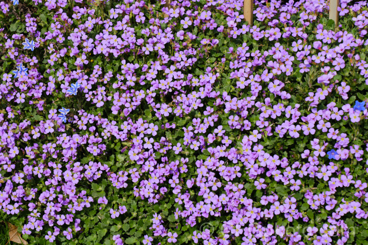 Aubretia (<i>Aubrieta deltoidea</i>), a perennial native of the Aegean region. Sometimes grown as a bedding annual, it is also widely grown as a rockery plant and is ideal for spilling over rock walls and growing in the cracks in stone paving. Note the difference in the spelling of the common name aubretia and the proper name. Aubrieta. aubrieta-2388htm'>Aubrieta. .