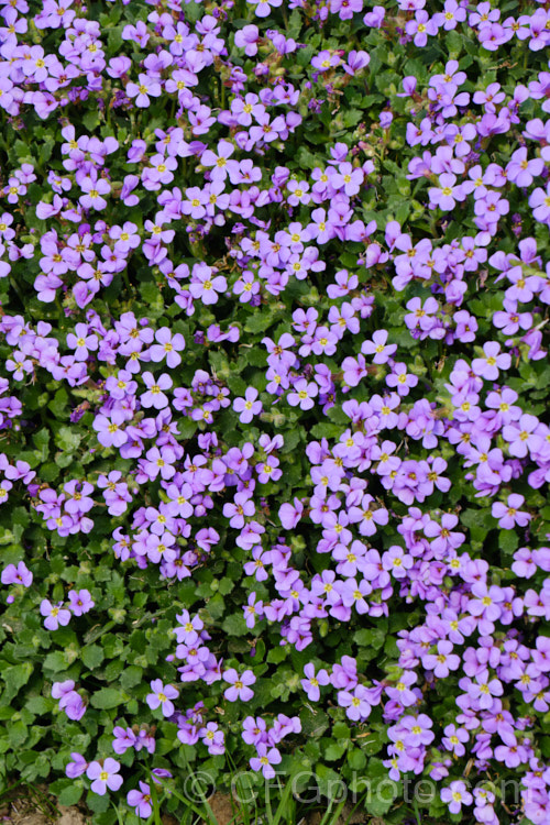 Aubretia (<i>Aubrieta deltoidea</i>), a perennial native of the Aegean region. Sometimes grown as a bedding annual, it is also widely grown as a rockery plant and is ideal for spilling over rock walls and growing in the cracks in stone paving. Note the difference in the spelling of the common name aubretia and the proper name. Aubrieta. aubrieta-2388htm'>Aubrieta. .