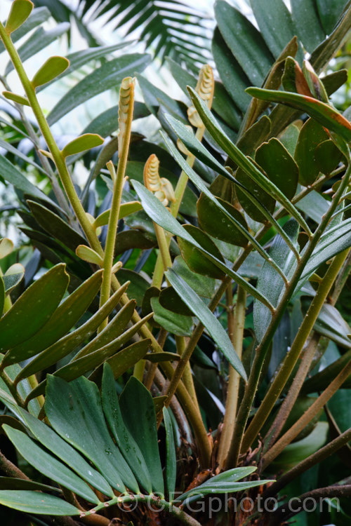 Cardboard Palm or Cardboard Cycad (<i>Zamia furfuracea</i>), a compact cycad native to eastern Mexico. It develops a trunk up to 12m tall with a head of stiff foliage up to 2m across. Female plants produce conspicuous seeds cones while males have clusters of smaller pollen cones. Order: Cycadales, Family: Zamiaceae