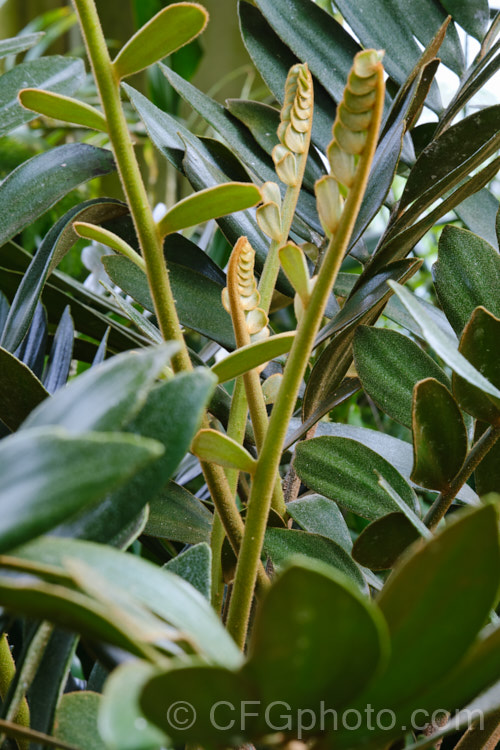 Cardboard Palm or Cardboard Cycad (<i>Zamia furfuracea</i>), a compact cycad native to eastern Mexico. It develops a trunk up to 12m tall with a head of stiff foliage up to 2m across. Female plants produce conspicuous seeds cones while males have clusters of smaller pollen cones. Order: Cycadales, Family: Zamiaceae