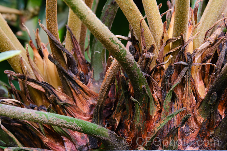 The base of the Cardboard Palm or Cardboard Cycad (<i>Zamia furfuracea</i>), a compact cycad native to eastern Mexico. It develops a trunk up to 12m tall with a head of stiff foliage up to 2m across. Female plants produce conspicuous seeds cones while males have clusters of smaller pollen cones. Order: Cycadales, Family: Zamiaceae