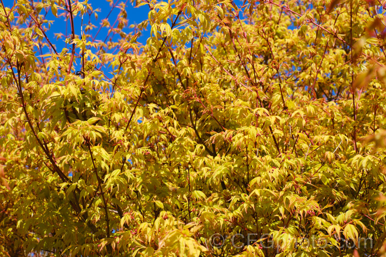 The young spring foliage and flower of <i>Acer palmatum</i> 'Summer Gold', a Japanese maple cultivar with red-edged golden yellow spring foliage that turns yellow-green in summer before spectacularly passing through all shades from yellow to orange to red in autumn. Order: Sapindales, Family: Sapindaceae