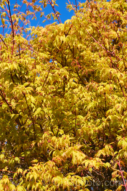 The young spring foliage and flower of <i>Acer palmatum</i> 'Summer Gold', a Japanese maple cultivar with red-edged golden yellow spring foliage that turns yellow-green in summer before spectacularly passing through all shades from yellow to orange to red in autumn. Order: Sapindales, Family: Sapindaceae