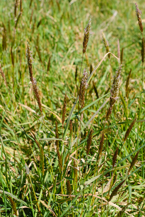 Sweet Vernal, Holy. Grass, Buffalo. Grass or Vanilla. Grass (<i>Anthoxanthum odoratum</i>) in flower in spring. This short-lived, perennial, Eurasian grass is now well-established in many temperate areas. Its flower stems are up to 50cm and have usually dried of by early summer, when they turn a golden colour. It is cultivated as a lawn grass and emits a vanilla scent when cut. anthoxanthum-3625htm'>Anthoxanthum. .