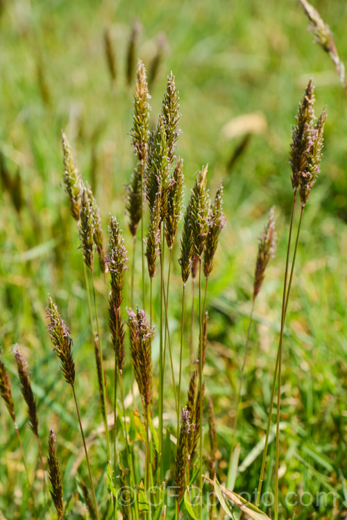 Sweet Vernal, Holy. Grass, Buffalo. Grass or Vanilla. Grass (<i>Anthoxanthum odoratum</i>) in flower in spring. This short-lived, perennial, Eurasian grass is now well-established in many temperate areas. Its flower stems are up to 50cm and have usually dried of by early summer, when they turn a golden colour. It is cultivated as a lawn grass and emits a vanilla scent when cut. anthoxanthum-3625htm'>Anthoxanthum. .