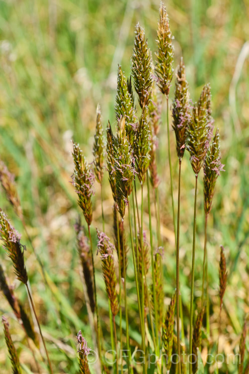 Sweet Vernal, Holy. Grass, Buffalo. Grass or Vanilla. Grass (<i>Anthoxanthum odoratum</i>) in flower in spring. This short-lived, perennial, Eurasian grass is now well-established in many temperate areas. Its flower stems are up to 50cm and have usually dried of by early summer, when they turn a golden colour. It is cultivated as a lawn grass and emits a vanilla scent when cut. anthoxanthum-3625htm'>Anthoxanthum. .