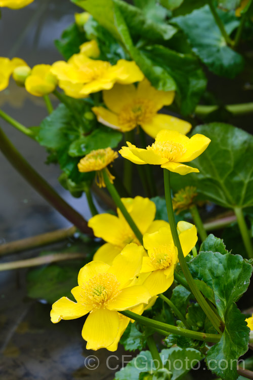 Kingcup or Marsh. Marigold (<i>Caltha palustris</i>), a spring-flowering ranunculus-like perennial with a preference for damp to wet soil. It occurs over much of the temperate Northern Hemisphere. More. Caltha. Photos. caltha-2630htm'>Caltha.