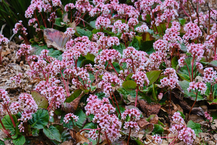 Pigsqueak (<i>Bergenia cordifolia</i>), a hardy perennial native to Siberia. The large leaves are near-evergreen in mild climates. Its flowers, on reddish stems up to 30cm high, open from late winter. The common name supposedly comes from the squeals of delight given by pigs on finding the rhizomes, though it may also be because of the noise produced by rubbing the wet foliage. bergenia-2281htm'>Bergenia. <a href='saxifragaceae-plant-family-photoshtml'>Saxifragaceae</a>.