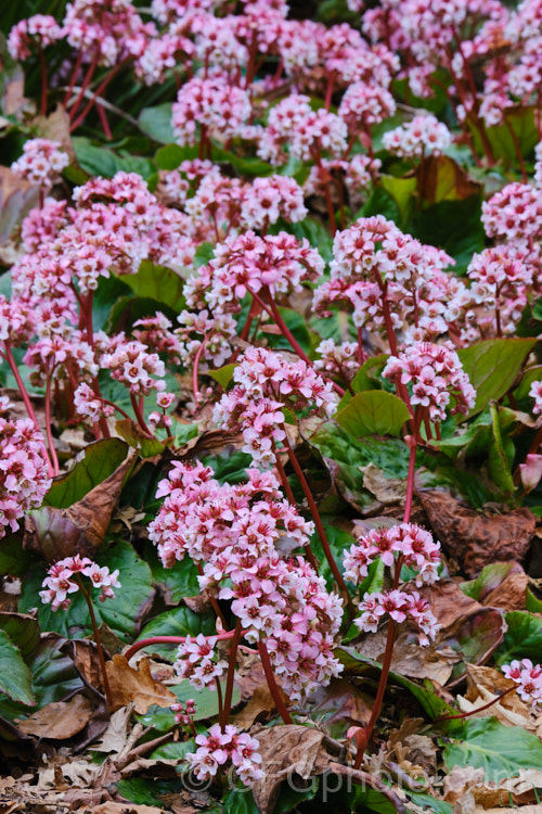 Pigsqueak (<i>Bergenia cordifolia</i>), a hardy perennial native to Siberia. The large leaves are near-evergreen in mild climates. Its flowers, on reddish stems up to 30cm high, open from late winter. The common name supposedly comes from the squeals of delight given by pigs on finding the rhizomes, though it may also be because of the noise produced by rubbing the wet foliage. bergenia-2281htm'>Bergenia. <a href='saxifragaceae-plant-family-photoshtml'>Saxifragaceae</a>.