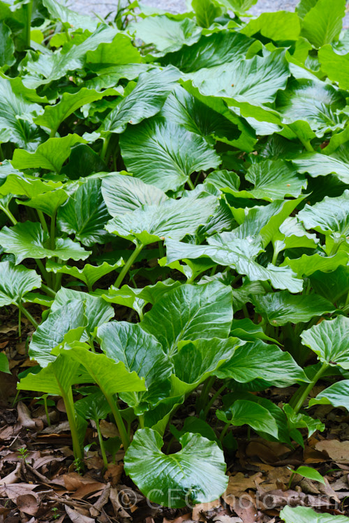 The young spring foliage of the Giant Himalayan Lily (<i>Cardiocrinum giganteum</i>), an early summer-flowering Himalayan bulb that grows very quickly to over 3m high after disappearing completely over winter. The flowers are quite strongly scented, though because they are so high up the fragrance is not always noticeable. Order: Liliales, Family: Liliaceae