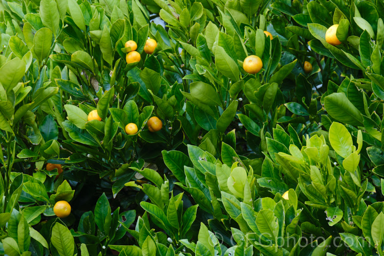 Kumquat (<i>Citrus japonica [syn. Fortunella japonica]), an evergreen shrub native to southern China. It grows to around 3m tall and usually carries a heavy crop of very small mandarin-like fruits that can be eaten whole without peeling. Because the fruit can be quite bitter it is more often used in cooking than eaten raw, especially in savoury dishes. The kumquat is among the hardiest of the citrus fruits. citrus-2140htm'>Citrus.