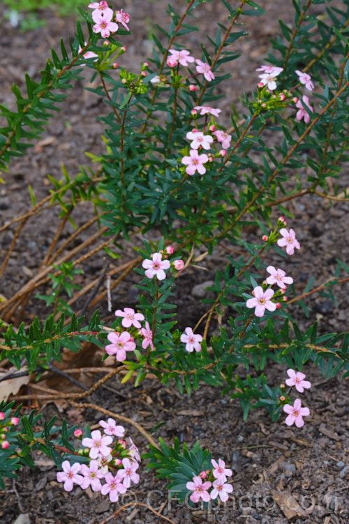 Anysbuchu or Klipsisssie (<i>Adenandra fragrans</i>), a 40-50 high, evergreen, spring-flowering shrub native to South Africa. Despite the specific name, it does not have much fragrance, just a very delicate prettiness. Order: Sapindales, Family: Rutaceae