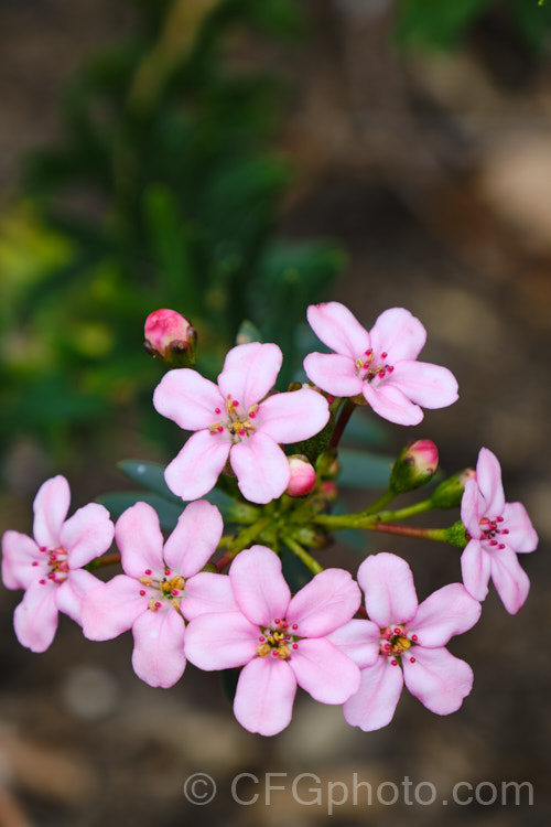 Anysbuchu or Klipsisssie (<i>Adenandra fragrans</i>), a 40-50 high, evergreen, spring-flowering shrub native to South Africa. Despite the specific name, it does not have much fragrance, just a very delicate prettiness. Order: Sapindales, Family: Rutaceae