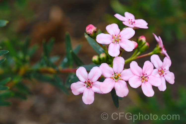 Anysbuchu or Klipsisssie (<i>Adenandra fragrans</i>), a 40-50 high, evergreen, spring-flowering shrub native to South Africa. Despite the specific name, it does not have much fragrance, just a very delicate prettiness. Order: Sapindales, Family: Rutaceae