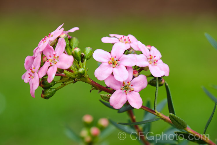 Anysbuchu or Klipsisssie (<i>Adenandra fragrans</i>), a 40-50 high, evergreen, spring-flowering shrub native to South Africa. Despite the specific name, it does not have much fragrance, just a very delicate prettiness. Order: Sapindales, Family: Rutaceae