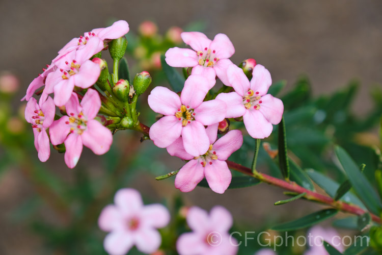 Anysbuchu or Klipsisssie (<i>Adenandra fragrans</i>), a 40-50 high, evergreen, spring-flowering shrub native to South Africa. Despite the specific name, it does not have much fragrance, just a very delicate prettiness. Order: Sapindales, Family: Rutaceae