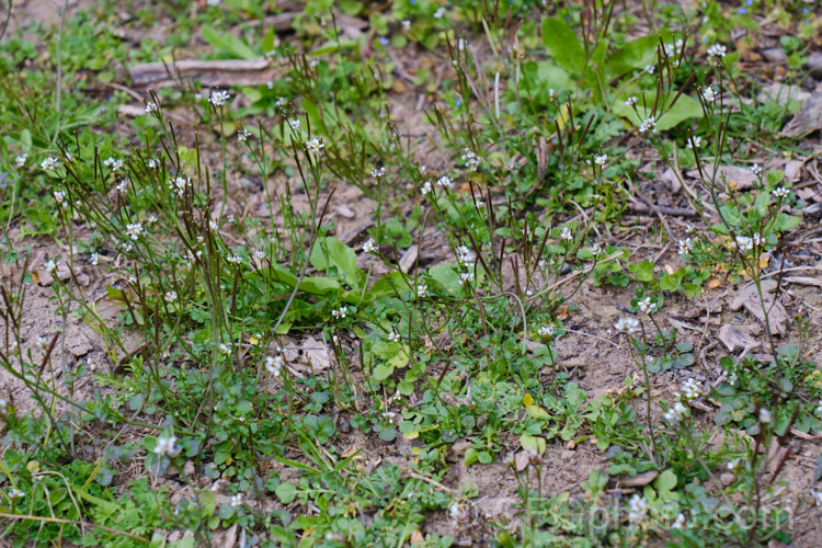 Bitter Cress (<i>Cardamine hirsuta</i>), a small annual or ephemeral weed that self-sows prolifically via its explosive seedpods. Seldom a serious problem in gardens, it can be very difficult to eradicate in container-grown nursery stock. cardamine-2641htm'>Cardamine. .