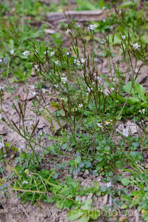 Bitter Cress (<i>Cardamine hirsuta</i>), a small annual or ephemeral weed that self-sows prolifically via its explosive seedpods. Seldom a serious problem in gardens, it can be very difficult to eradicate in container-grown nursery stock. cardamine-2641htm'>Cardamine. .