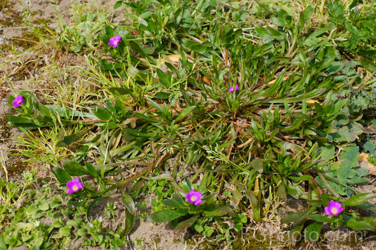 Rock Purslane, Redmaids or Fringed Red-maids (<i>Calandrinia ciliata [syn. Calandrinia menziesii]), a spring- to early summer-flowering annual that is usually considered a minor weed. Originally native to western North America, it is now quite widely naturalised. calendrinia-3661htm'>Calandrinia. <a href='montiaceae-plant-family-photoshtml'>Montiaceae</a>.