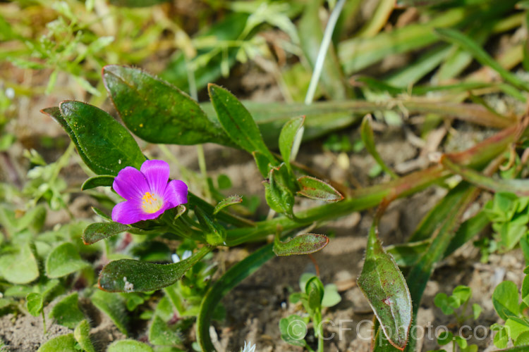 Rock Purslane, Redmaids or Fringed Red-maids (<i>Calandrinia ciliata [syn. Calandrinia menziesii]), a spring- to early summer-flowering annual that is usually considered a minor weed. Originally native to western North America, it is now quite widely naturalised. calendrinia-3661htm'>Calandrinia. <a href='montiaceae-plant-family-photoshtml'>Montiaceae</a>.