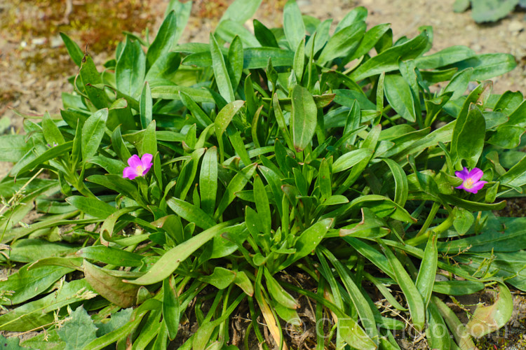 Rock Purslane, Redmaids or Fringed Red-maids (<i>Calandrinia ciliata [syn. Calandrinia menziesii]), a spring- to early summer-flowering annual that is usually considered a minor weed. Originally native to western North America, it is now quite widely naturalised. calendrinia-3661htm'>Calandrinia. <a href='montiaceae-plant-family-photoshtml'>Montiaceae</a>.