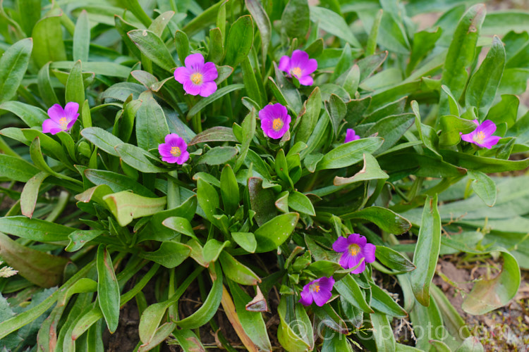 Rock Purslane, Redmaids or Fringed Red-maids (<i>Calandrinia ciliata [syn. Calandrinia menziesii]), a spring- to early summer-flowering annual that is usually considered a minor weed. Originally native to western North America, it is now quite widely naturalised. calendrinia-3661htm'>Calandrinia. <a href='montiaceae-plant-family-photoshtml'>Montiaceae</a>.