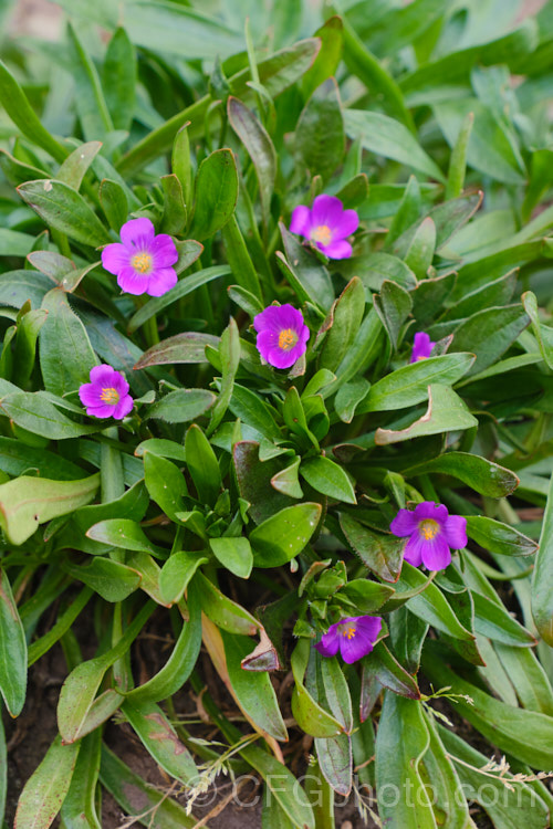 Rock Purslane, Redmaids or Fringed Red-maids (<i>Calandrinia ciliata [syn. Calandrinia menziesii]), a spring- to early summer-flowering annual that is usually considered a minor weed. Originally native to western North America, it is now quite widely naturalised. calendrinia-3661htm'>Calandrinia. <a href='montiaceae-plant-family-photoshtml'>Montiaceae</a>.