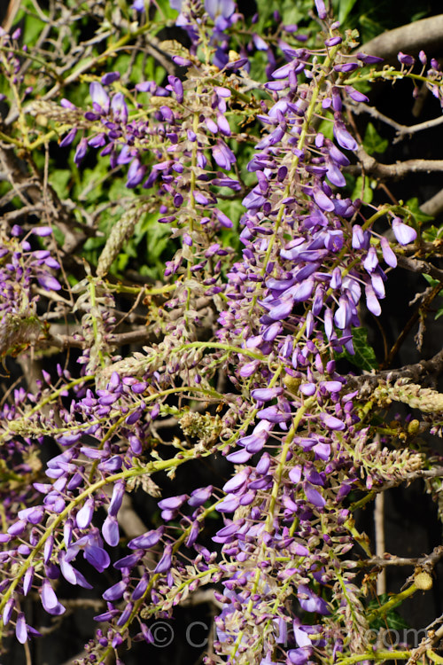 The just opening buds of Wisteria sinensis 'Amethyst', a New Zealand -raised cultivar that is distinguished by an abundance of relatively short racemes with flowers that are deep purple in bud, with reddish-purple calyces that emphasise the dark colouration. It is strongly scented. wisteria-2308htm'>Wisteria.