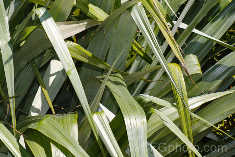 Astelia chathamica, a silvery, spear-leafed, evergreen, 15m tall perennial native to the Chatham Islands near New Zealand It is often sold under the cultivar name 'Silver Spear', a supposed cultivar that appears to differ little, if at all, from the species. astelia-2377htm'>Astelia. <a href='asteliaceae-plant-family-photoshtml'>Asteliaceae</a>.