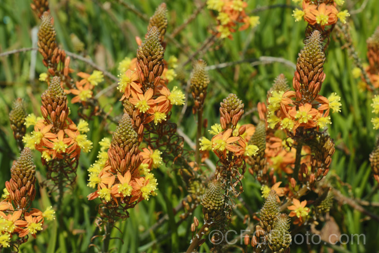 Orange Bulbine (<i>Bulbine frutescens</i>), an evergreen succulent native to southern Africa. It blooms in early spring and in hot, dry climates is summer-dormant. The flower stems are up to 60cm tall. These plants are nearing the end of the flowering season, by which time the flower stems are sprawling over the foliage. bulbine-3492htm'>Bulbine.