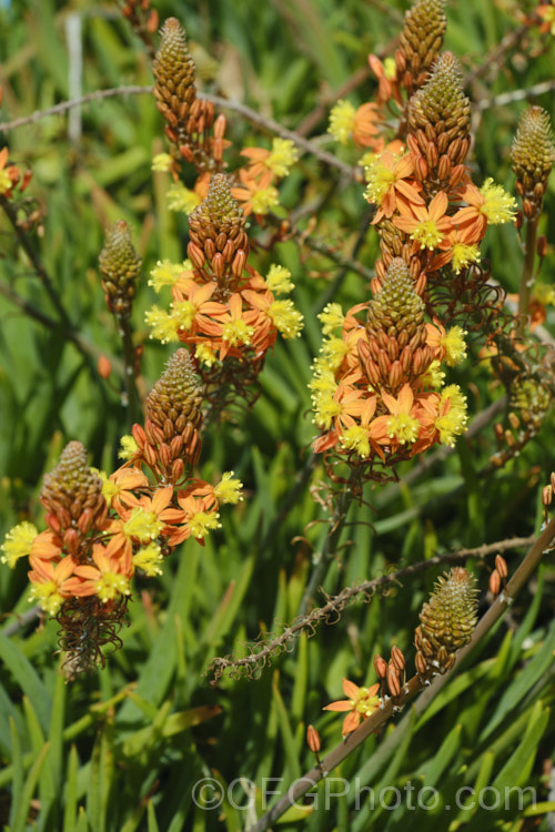 Orange Bulbine (<i>Bulbine frutescens</i>), an evergreen succulent native to southern Africa. It blooms in early spring and in hot, dry climates is summer-dormant. The flower stems are up to 60cm tall. These plants are nearing the end of the flowering season, by which time the flower stems are sprawling over the foliage. bulbine-3492htm'>Bulbine.