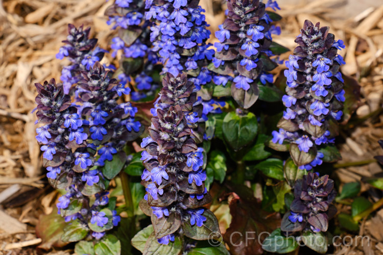 The flower spikes of Ajuga reptans 'Catlin's Giant', a New Zealand -raised cultivar of the common bugle, a quick growing, spring- to early summer-flowering Eurasian ground cover perennial. It is noticeably larger and sturdies than most. Ajuga reptans cultivars. ajuga-2272htm'>Ajuga.