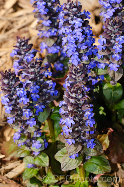 The flower spikes of Ajuga reptans 'Catlin's Giant', a New Zealand -raised cultivar of the common bugle, a quick growing, spring- to early summer-flowering Eurasian ground cover perennial. It is noticeably larger and sturdies than most. Ajuga reptans cultivars. ajuga-2272htm'>Ajuga.