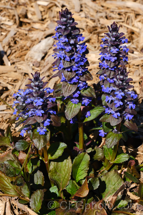 The flower spikes of Ajuga reptans 'Catlin's Giant', a New Zealand -raised cultivar of the common bugle, a quick growing, spring- to early summer-flowering Eurasian ground cover perennial. It is noticeably larger and sturdies than most. Ajuga reptans cultivars. ajuga-2272htm'>Ajuga.