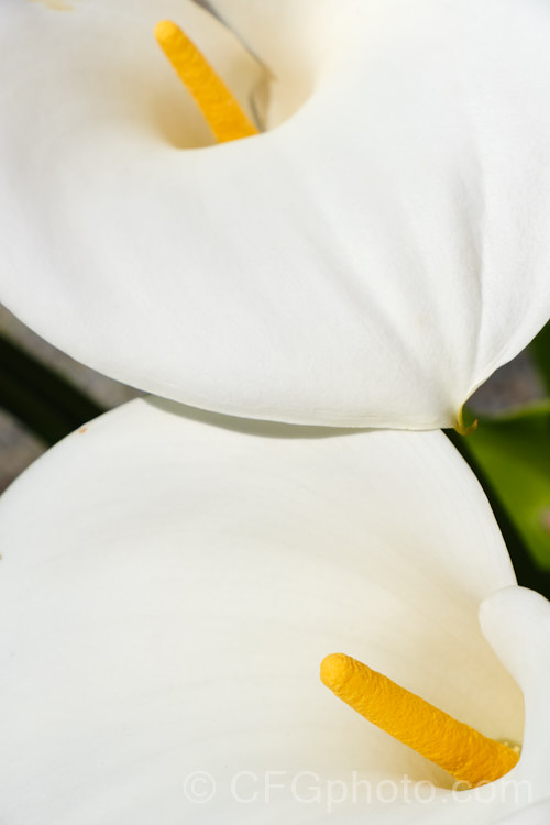 White Arum or Calla. Lily (<i>Zantedeschia aethiopica</i>), a South African perennial that grows to around 15m high with leaves to 40cm long. In mild climates, it is evergreen and flowers year-round.