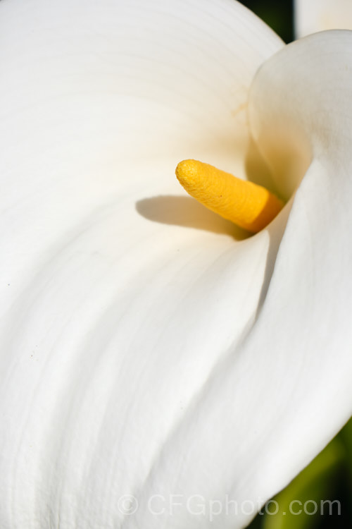 White Arum or Calla. Lily (<i>Zantedeschia aethiopica</i>), a South African perennial that grows to around 15m high with leaves to 40cm long. In mild climates, it is evergreen and flowers year-round.