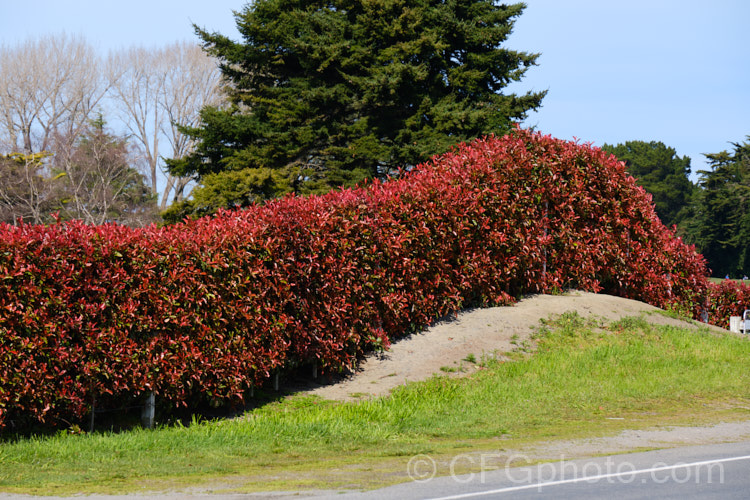 An undulating low hedge of Photinia x fraseri 'Red Robin', a Photinia glabra x Photinia serratifolia cultivar widely grown for hedging and as a specimen plant for its bright red new growth. The flowers are conspicuous but not really a significant feature, and it does not appear to fruit. Order: Rosales, Family: Rosaceae