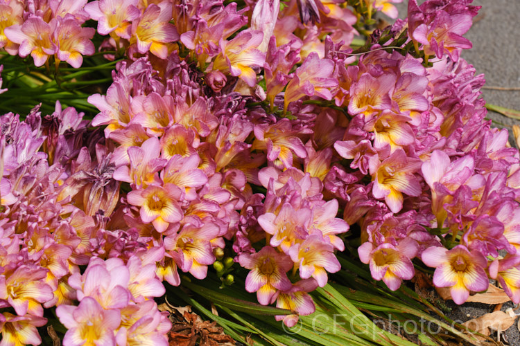 Freesia cultivars, florists' freesias are a complex group of hybrids mainly derived from Freesia alba, Freesia corymbosa, Freesia refracta and Freesia leichtlinii, all southern African species. While the golden yellow form is the best-known, they occur in a wide range of shades and also in double-flowered forms. They are long-flowering corms that are widely grown as cut flowers and for their fragrance. freesia-2990htm'>Freesia.