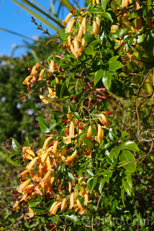 Golden-flowered Wonga. Wonga. Vine (<i>Pandorea pandorana 'Golden Showers'), a cultivar of a normally cream-flowered climber found in Australia, New Guinea and nearby Pacific Islands. pandorea-2295htm'>Pandorea. <a href='bignoniaceae-plant-family-photoshtml'>Bignoniaceae</a>.