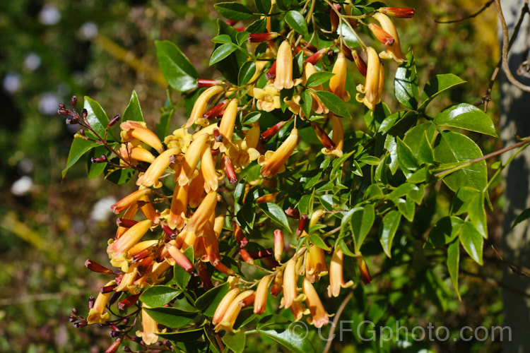 Golden-flowered Wonga. Wonga. Vine (<i>Pandorea pandorana 'Golden Showers'), a cultivar of a normally cream-flowered climber found in Australia, New Guinea and nearby Pacific Islands. pandorea-2295htm'>Pandorea. <a href='bignoniaceae-plant-family-photoshtml'>Bignoniaceae</a>.