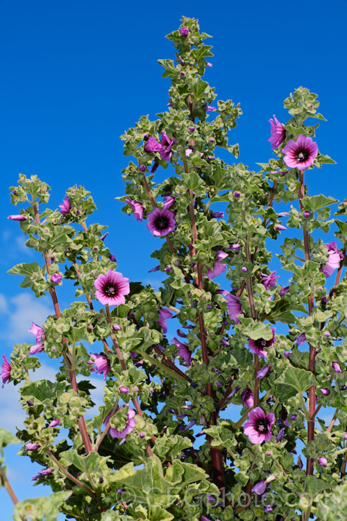 Tree Mallow (<i>Malva arborea [syn. Lavatera arborea]), an evergreen biennial or perennial subshrub native to southern Europe and the Mediterranean and now widely naturalised. It can grow to as much as 3m tall and occurs in several forms with the flower colour ranging from pale mauve to deep purple-red. It blooms year-round in mild climates. Order: Malvales, Family: Malvaceae