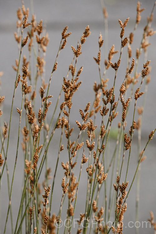 Jointed. Wire Rush or Oioi (<i>Apodasmia similis [syn. Leptocarpus similis]) with mature seedheads. This fine-stemmed rush is native to New Zealand, where it occurs in a wide range of damp soils from coastal salt flats to riverbanks and around hot springs. It is often used in naturalistic plantings as a bulk filler. apodasmia-3525htm'>Apodasmia.