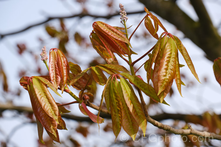 The developing spring foliage and flower buds of the Indian Horse Chestnut (<i>Aesculus indica</i>), a northeastern Himalayan, spring-flowering, deciduous tree up to 30m tall. The seed capsules are smooth and contain black-brown nuts. Order Sapindales, Family: Sapindaceae