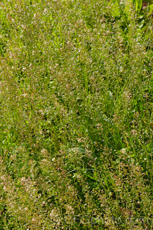 Shepherd's Purse (<i>Capsella bursa-pastoris</i>), a taproot-forming annual that is widely-occurring weed of cultivated land. The common name is derived from the shape of the seed capsule. Order: Brassicales, Family: Brassicaceae