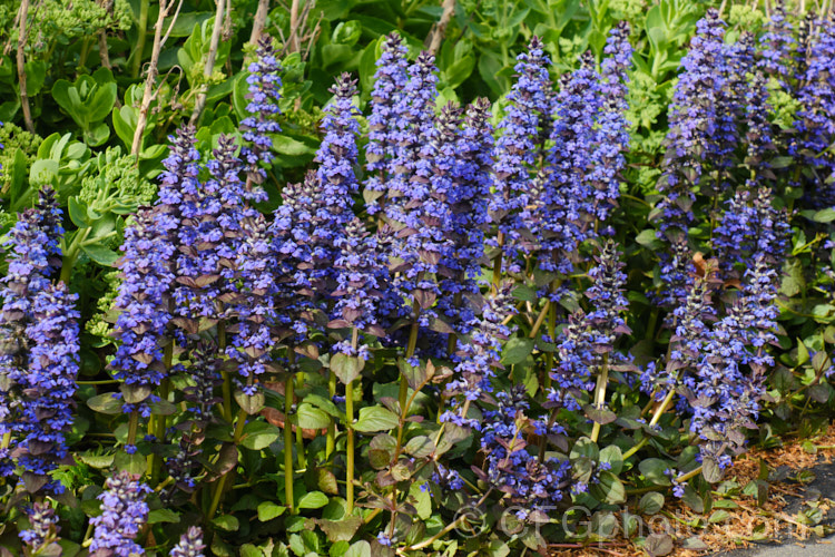 Ajuga reptans 'Catlin's Giant', a New Zealand -raised cultivar of the common bugle, a quick growing Eurasian ground cover perennial that flowers from spring into early summer. ajuga-2272htm'>Ajuga.