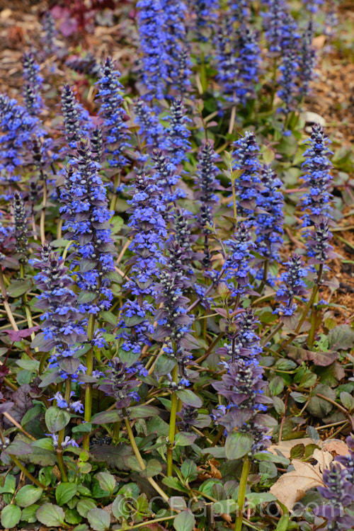 Ajuga reptans 'Catlin's Giant', a New Zealand -raised cultivar of the common bugle, a quick growing Eurasian ground cover perennial that flowers from spring into early summer. ajuga-2272htm'>Ajuga.