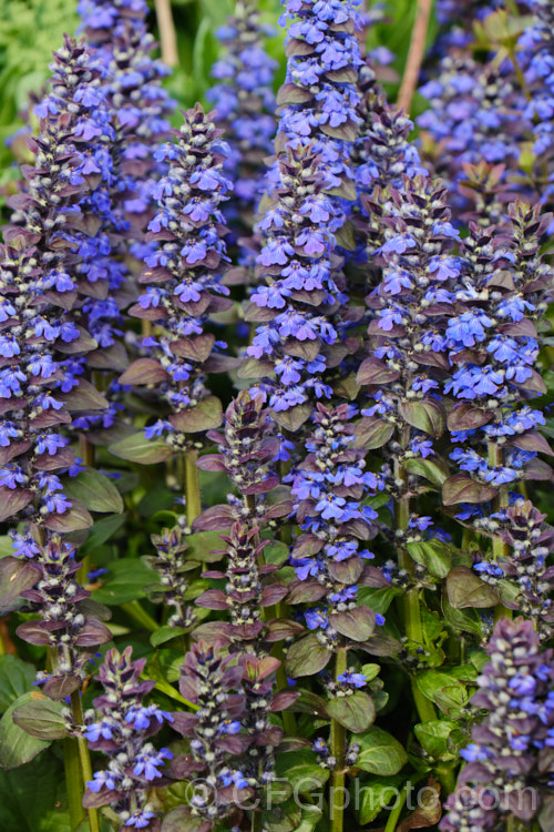 Ajuga reptans 'Catlin's Giant', a New Zealand -raised cultivar of the common bugle, a quick growing Eurasian ground cover perennial that flowers from spring into early summer. ajuga-2272htm'>Ajuga.