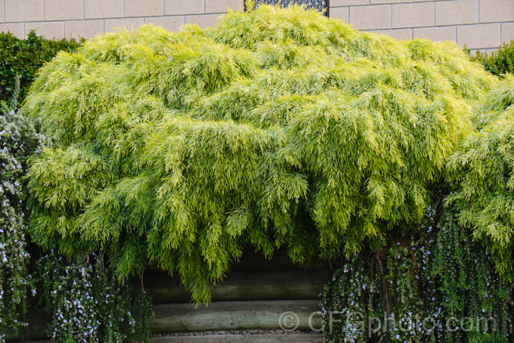 <i>Acacia cognata</i> 'Little Con', a dwarf, densely foliaged, somewhat trailing cultivar of the Bower Wattle or River Wattle, an evergreen shrub or tree native to southeastern Australia. Small yellow flowerheads appear from late winter 'Cousin Itt' and 'Mini Cog' are similar cultivars. Order: Fabales, Family: Fabaceae