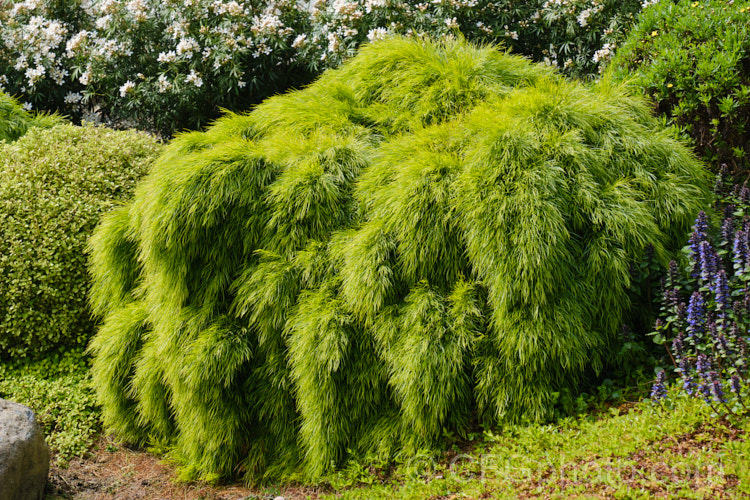 <i>Acacia cognata</i> 'Little Con', a dwarf, densely foliaged, somewhat trailing cultivar of the Bower Wattle or River Wattle, an evergreen shrub or tree native to southeastern Australia. Small yellow flowerheads appear from late winter 'Cousin Itt' and 'Mini Cog' are similar cultivars. Order: Fabales, Family: Fabaceae